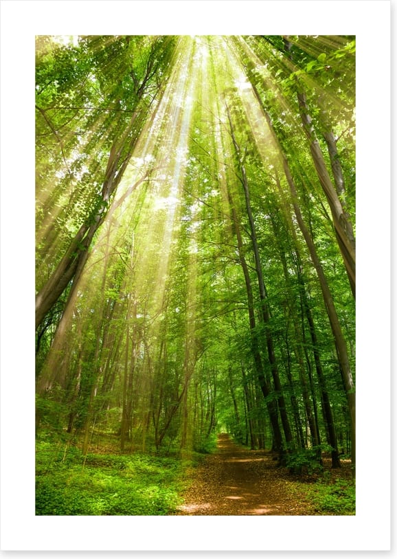 Spring sunbeam