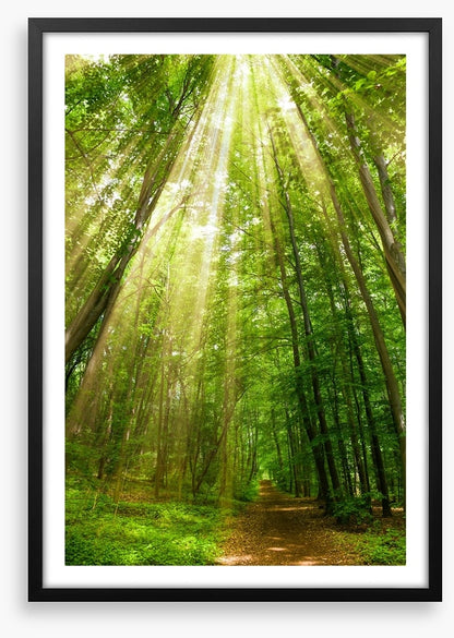 Spring sunbeam