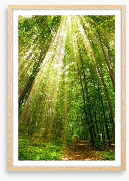 Spring sunbeam