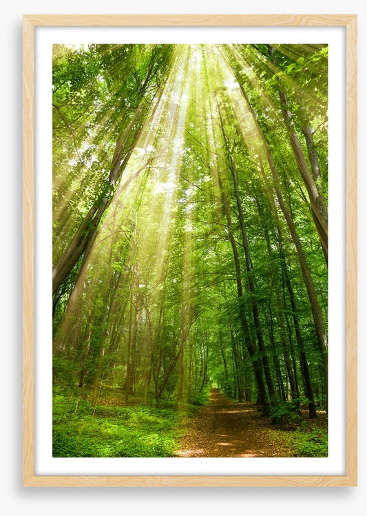 Spring sunbeam