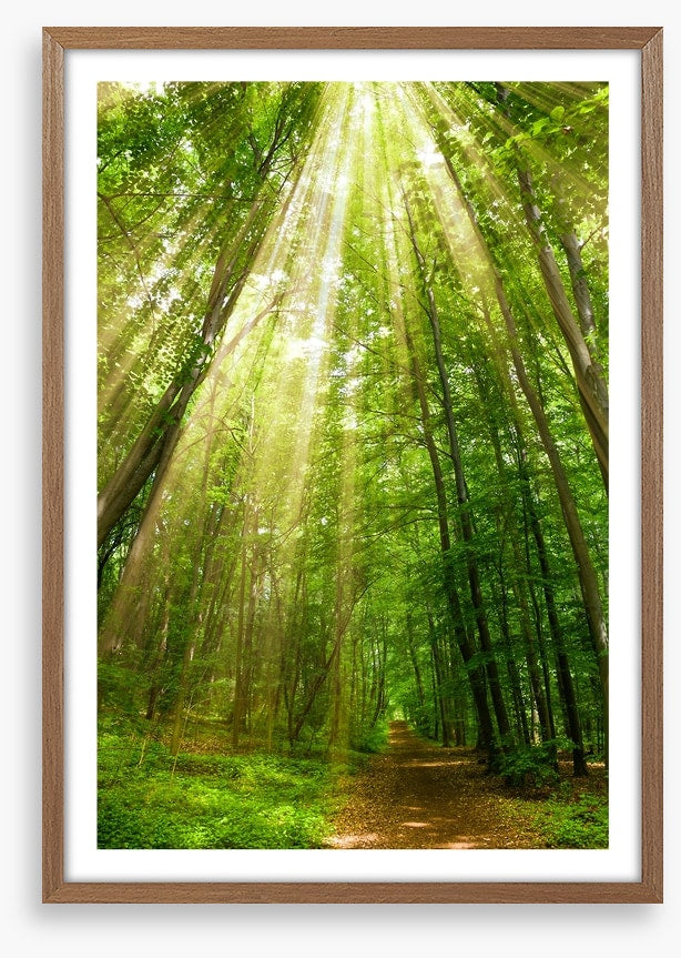 Spring sunbeam