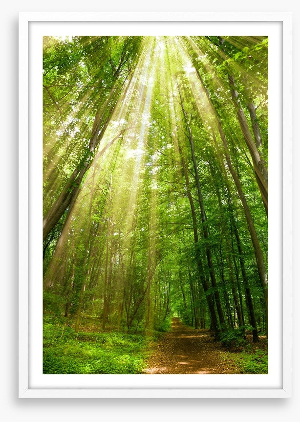 Spring sunbeam