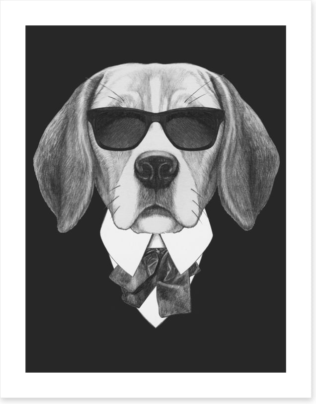 Suave beagle