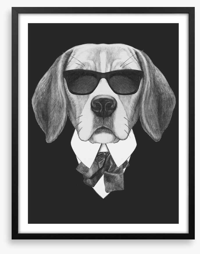 Suave beagle