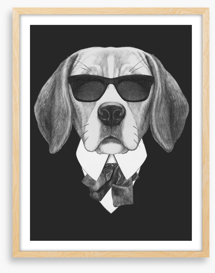 Suave beagle