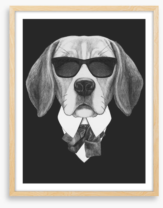 Suave beagle
