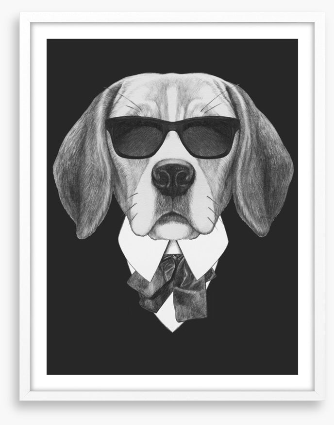 Suave beagle