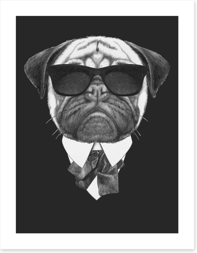 Suave pug