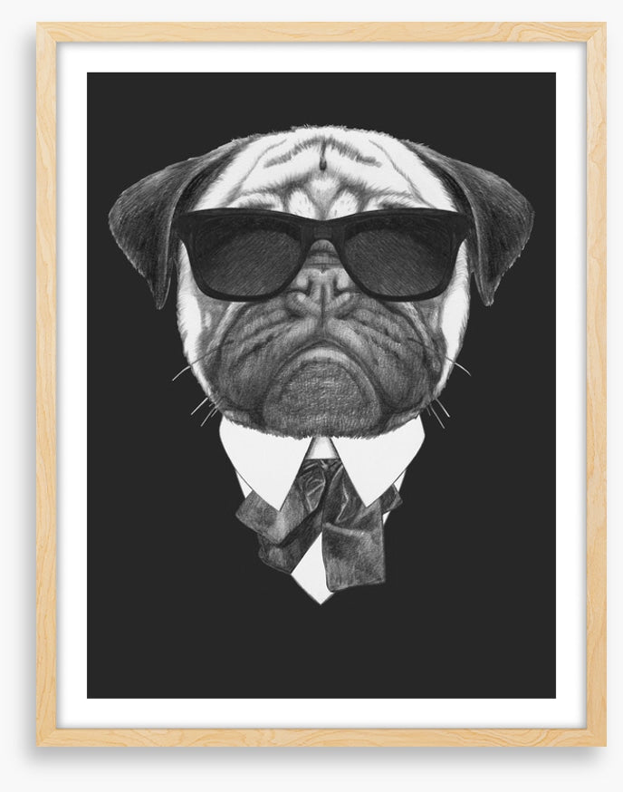 Suave pug