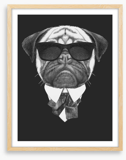 Suave pug