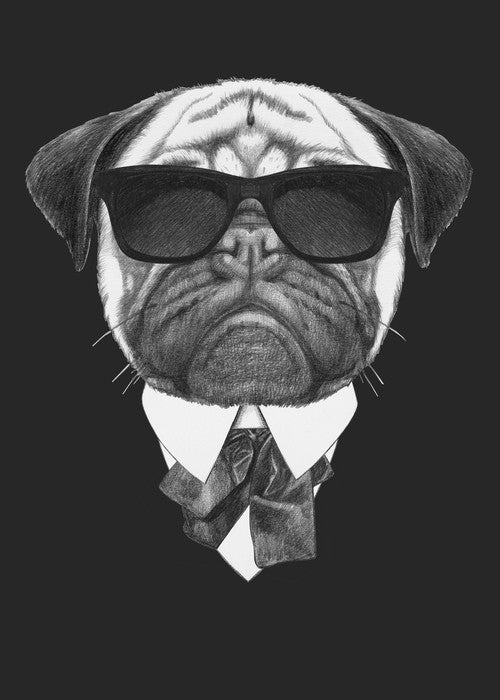 Suave pug