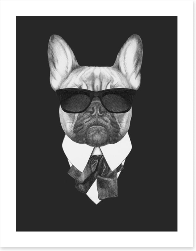 Suave french bulldog