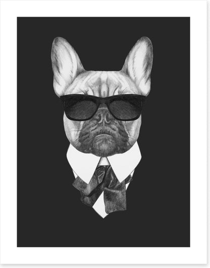 Suave french bulldog