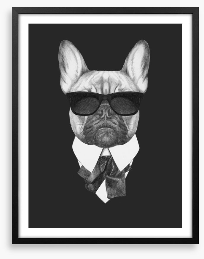 Suave french bulldog
