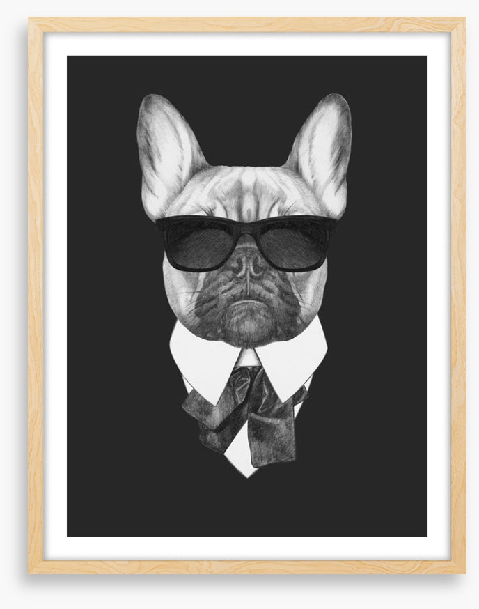 Suave french bulldog