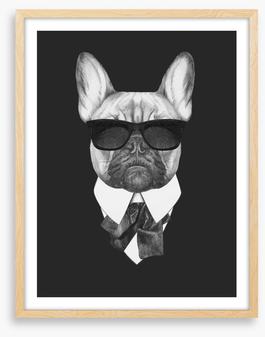 Suave french bulldog