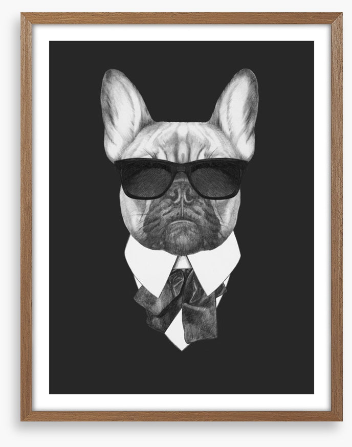 Suave french bulldog