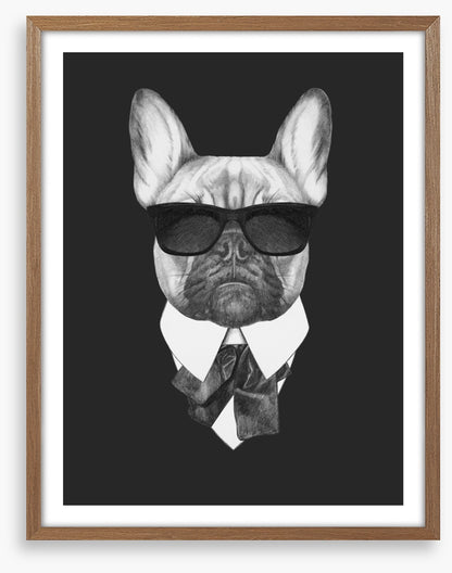 Suave french bulldog