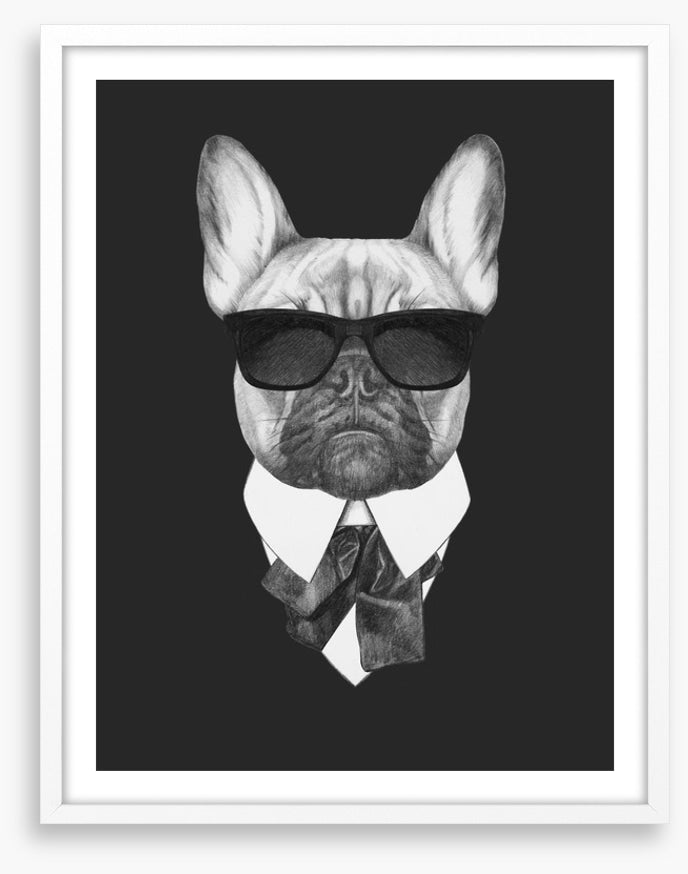 Suave french bulldog