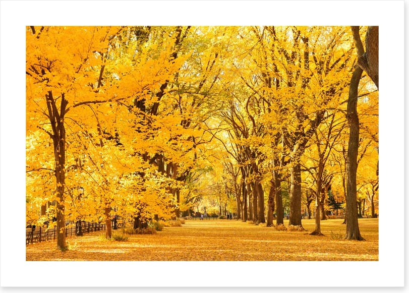 Golden fall in Central Park