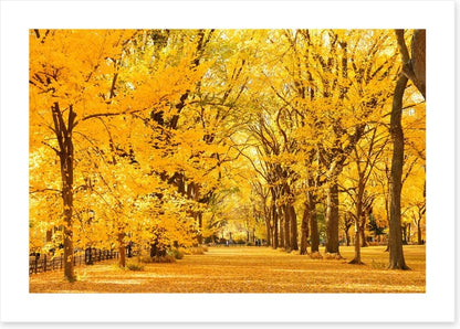 Golden fall in Central Park