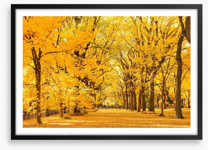 Golden fall in Central Park