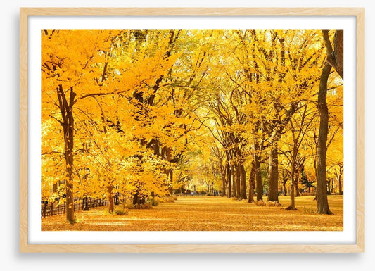 Golden fall in Central Park
