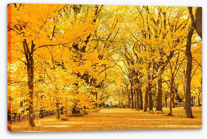 Golden fall in Central Park