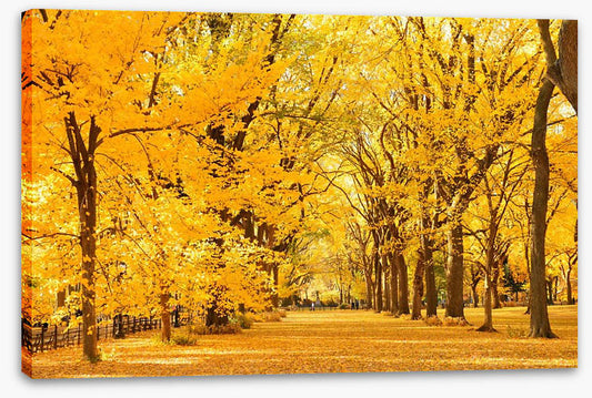Golden fall in Central Park