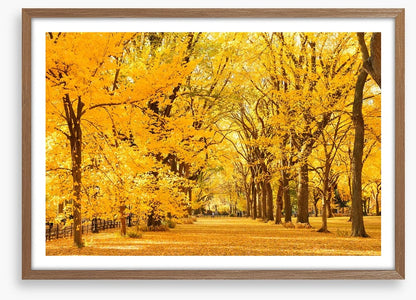 Golden fall in Central Park
