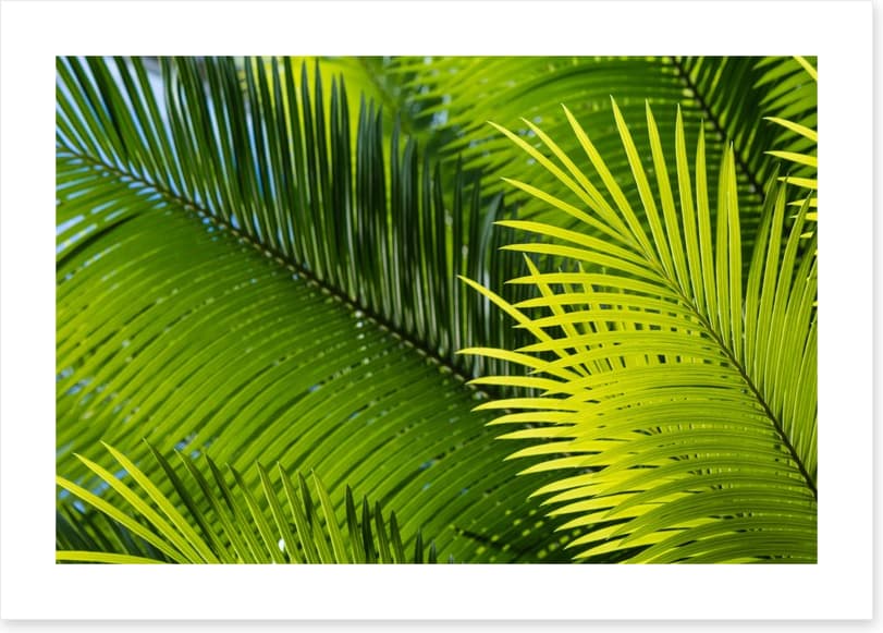 Frond in front