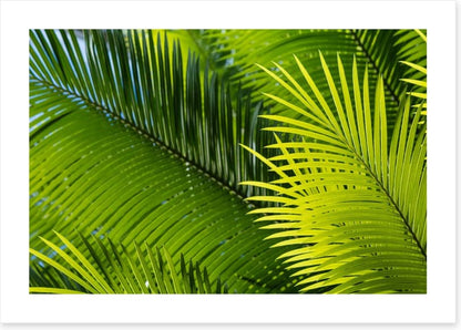 Frond in front