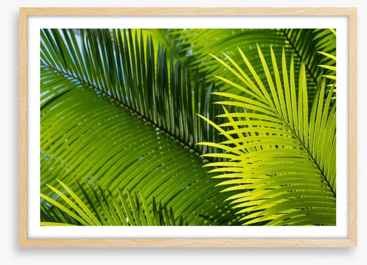 Frond in front