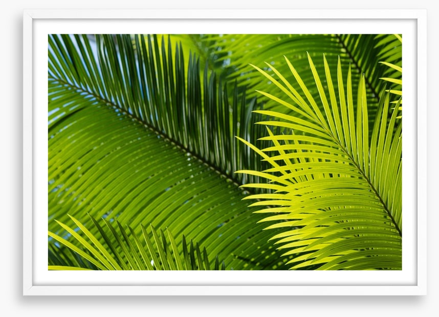 Frond in front