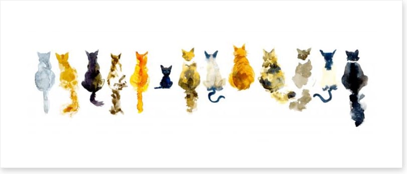 Odd cat out