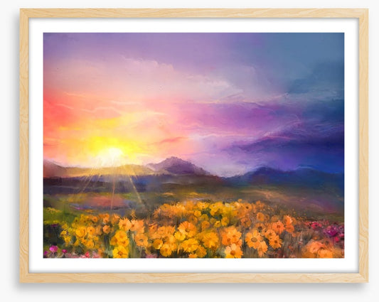 Golden daisy sunset