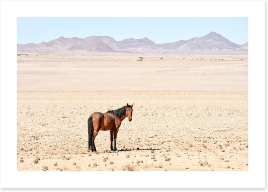 Lost in the desert
