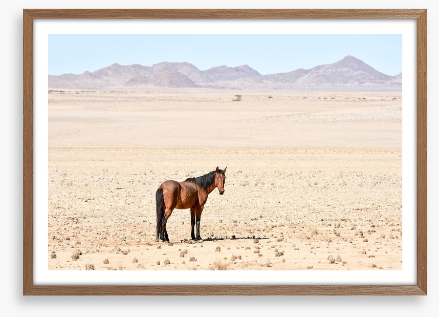 Lost in the desert