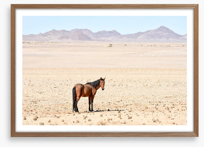Lost in the desert