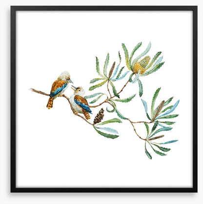 Kookaburra grove