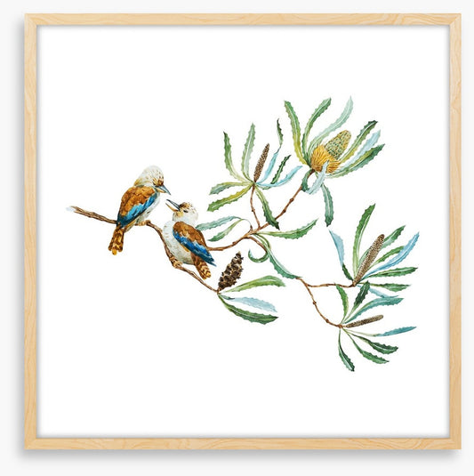 Kookaburra grove