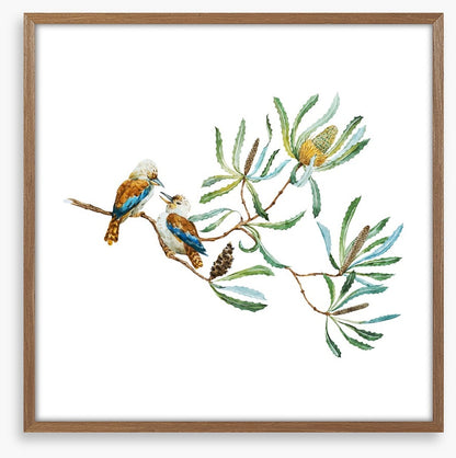 Kookaburra grove
