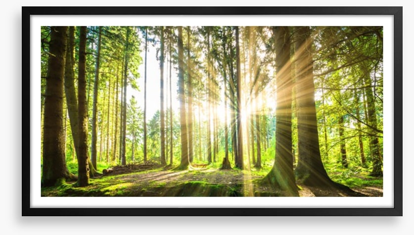 Sunbeam forest panorama