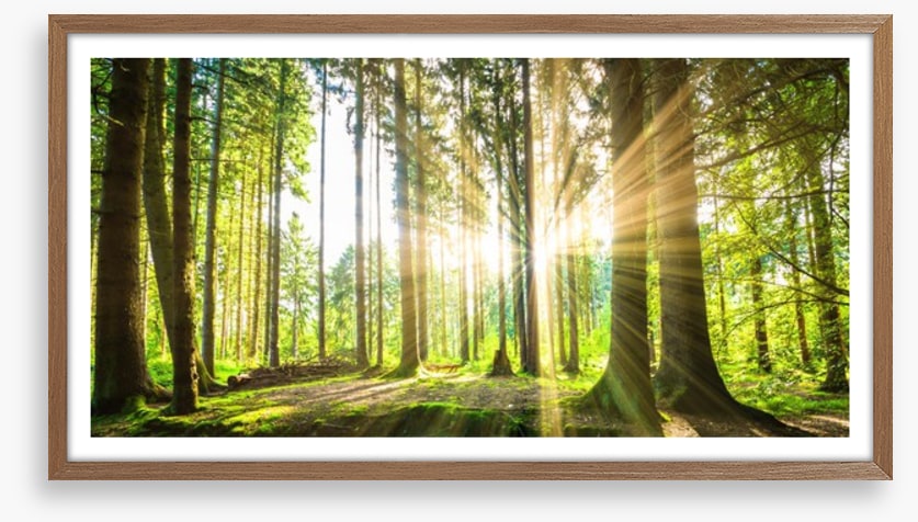 Sunbeam forest panorama