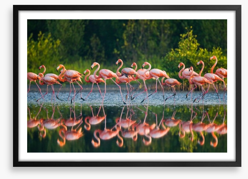 Flamingo run