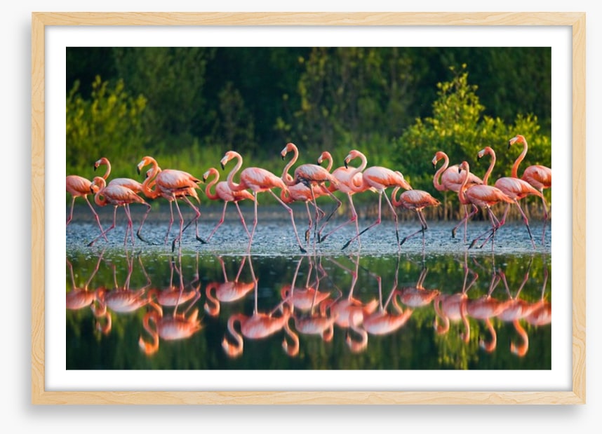 Flamingo run