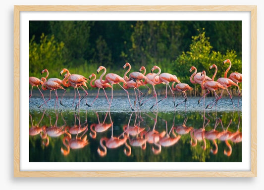 Flamingo run