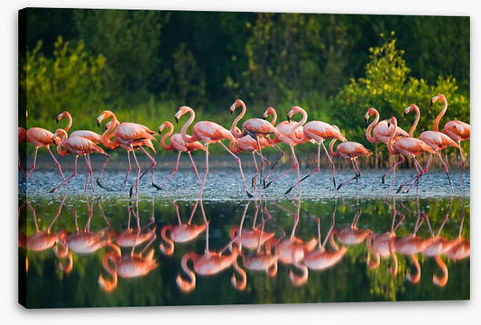 Flamingo run