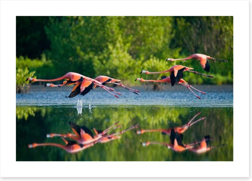 Flamingo fly
