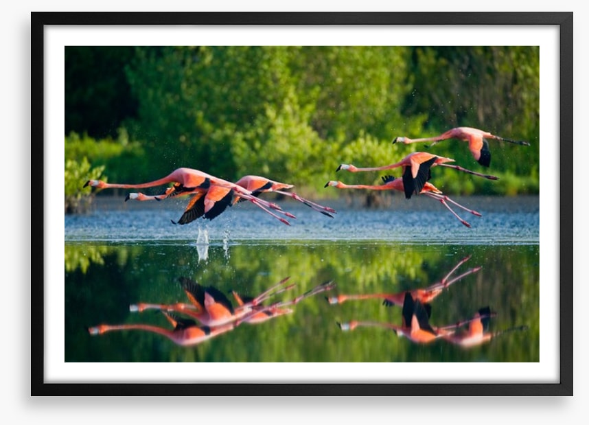 Flamingo fly